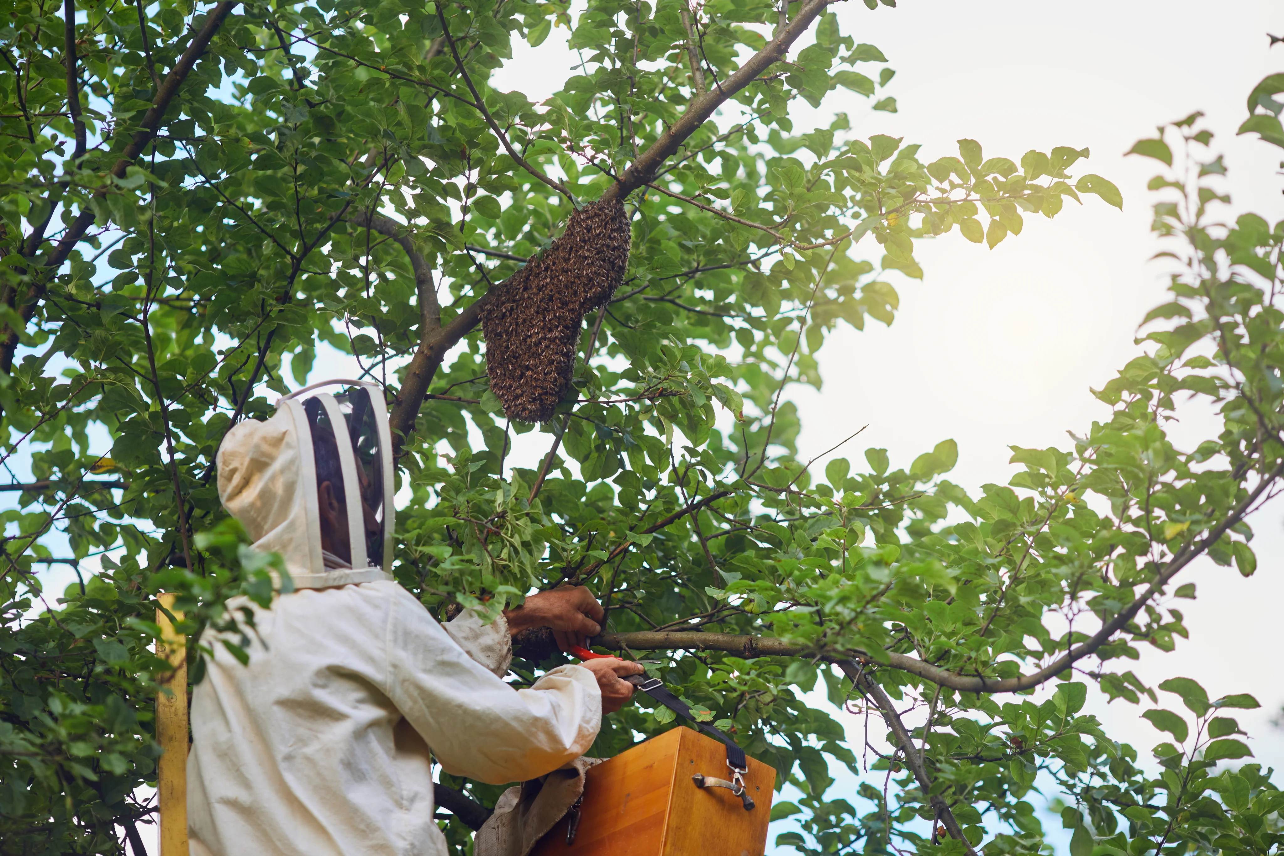 Apicultor profesional realizando la recolección de un enjambre de abejas en un árbol, mostrando técnicas seguras de control de plagas