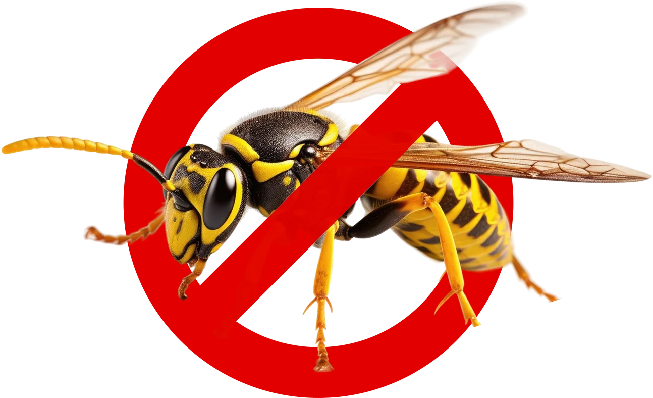 Control de Plagas Málaga | Rápido y Calidad - Control de Plagas Málaga