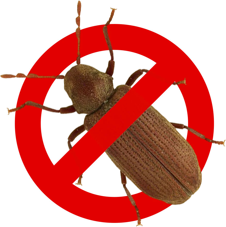 Control de Plagas Málaga | Rápido y Calidad - Control de Plagas Málaga