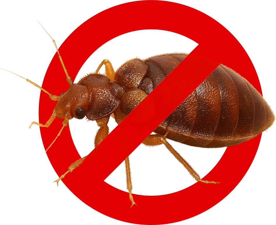 Control de Plagas Málaga | Rápido y Calidad - Control de Plagas Málaga