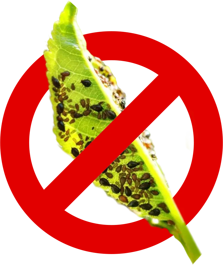 Control de Plagas Málaga | Rápido y Calidad - Control de Plagas Málaga