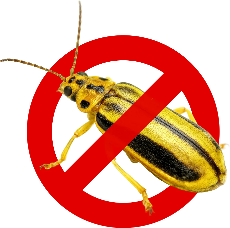 Control de Plagas Málaga | Rápido y Calidad - Control de Plagas Málaga