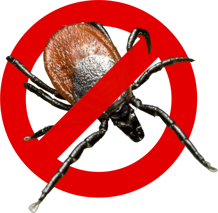 Control de Plagas Málaga | Rápido y Calidad - Control de Plagas Málaga