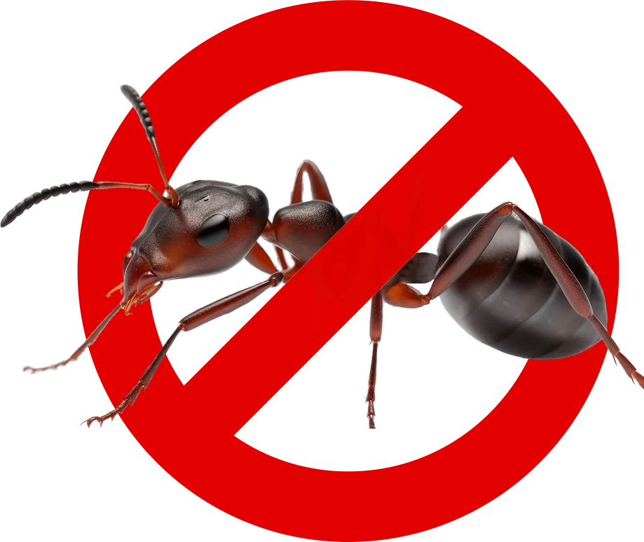 Control de Plagas Málaga | Rápido y Calidad - Control de Plagas Málaga