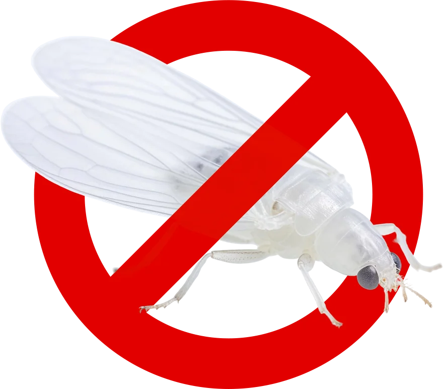 Control de Plagas Málaga | Rápido y Calidad - Control de Plagas Málaga