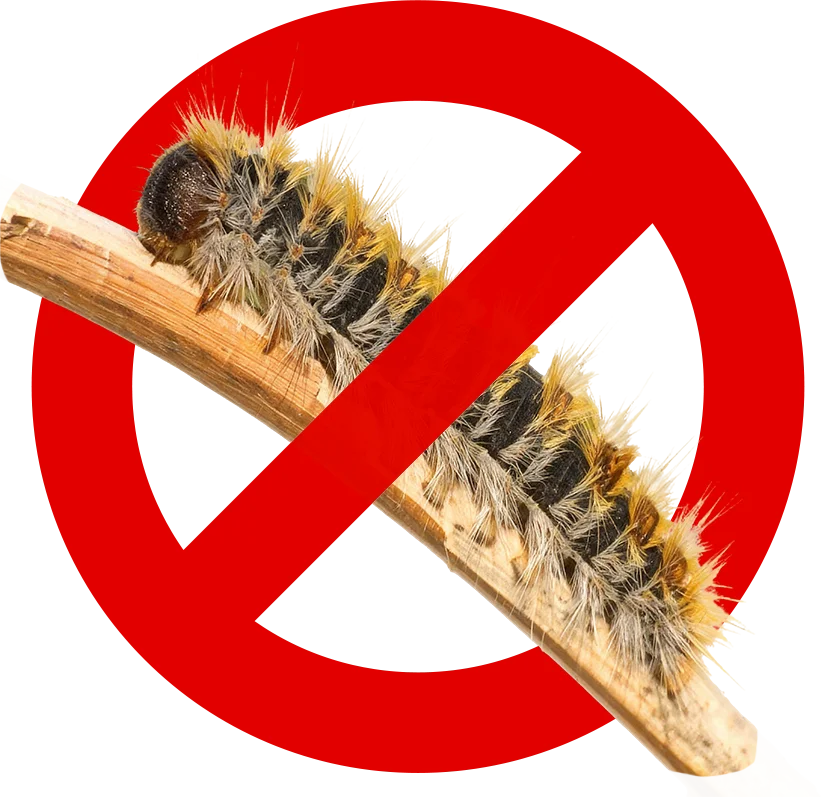 Control de Plagas Málaga | Rápido y Calidad - Control de Plagas Málaga