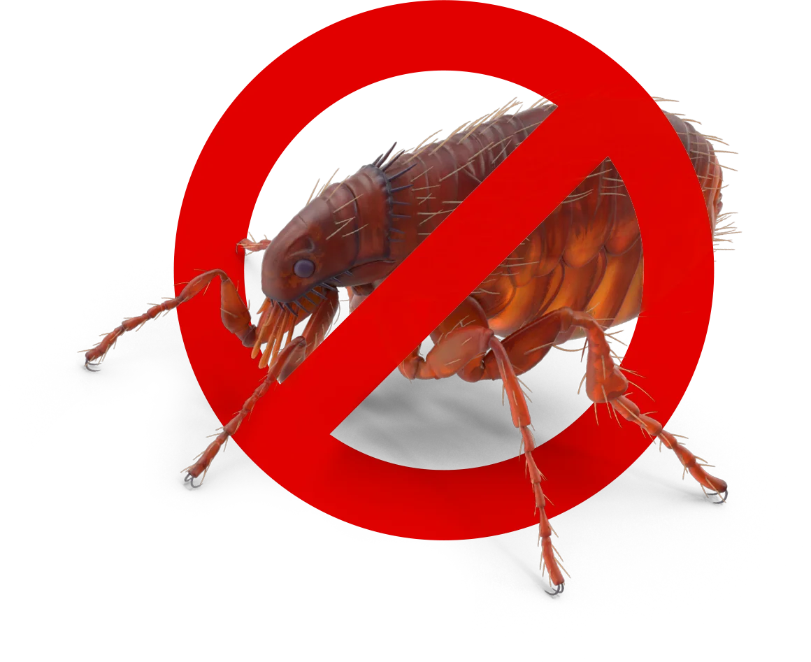 Control de Plagas Málaga | Rápido y Calidad - Control de Plagas Málaga