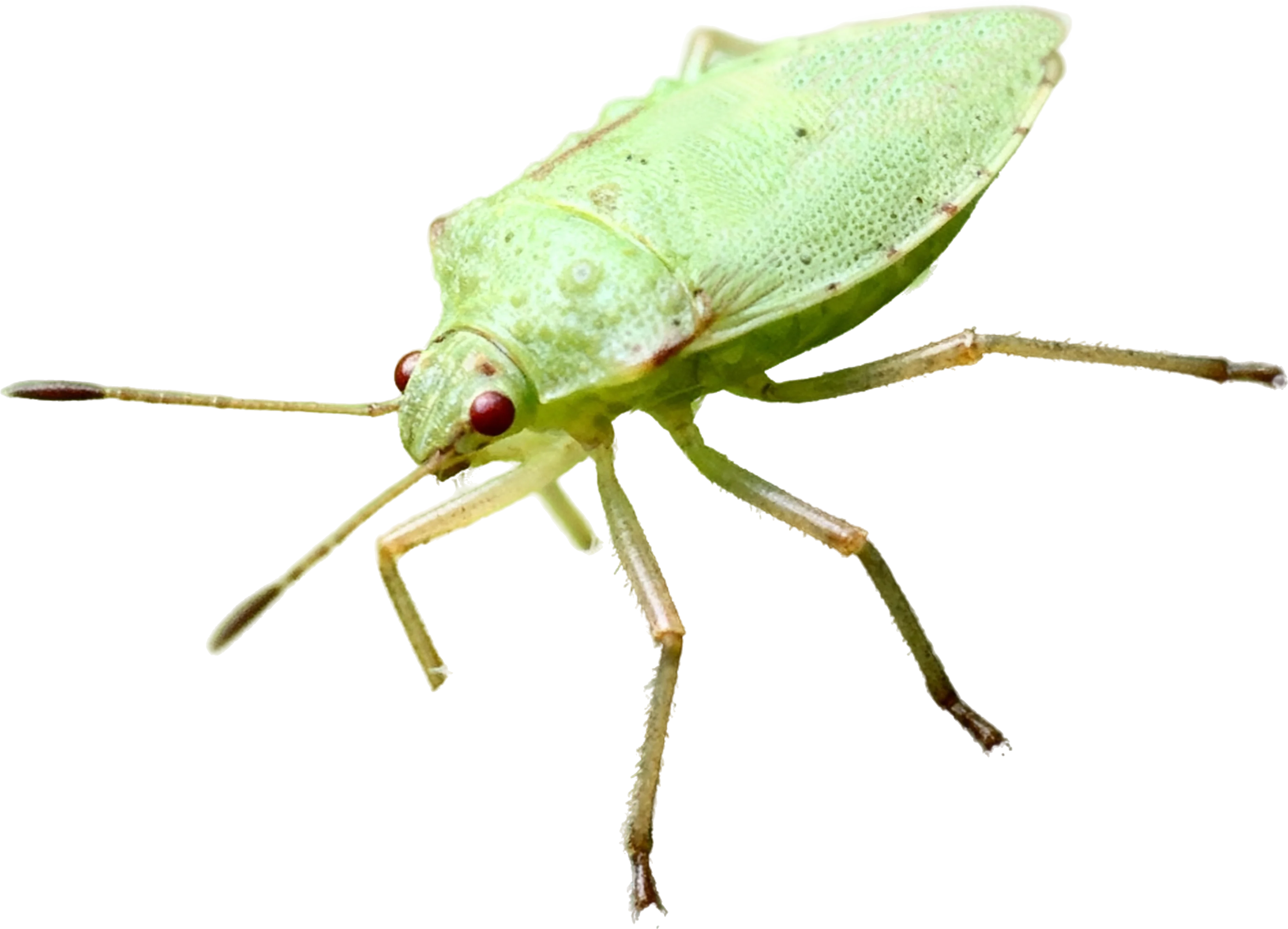 Control de Pulgones en Málaga | Plagas Málaga - Control de Plagas Málaga