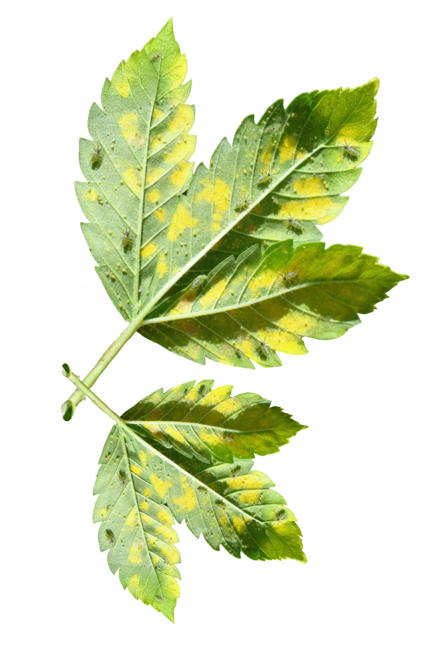 Control de Pulgones en Málaga | Plagas Málaga - Control de Plagas Málaga