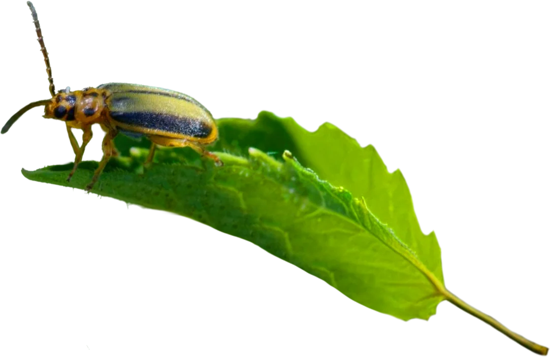 Eliminar Galeruca del Olmo en Málaga - Control de Plagas Málaga