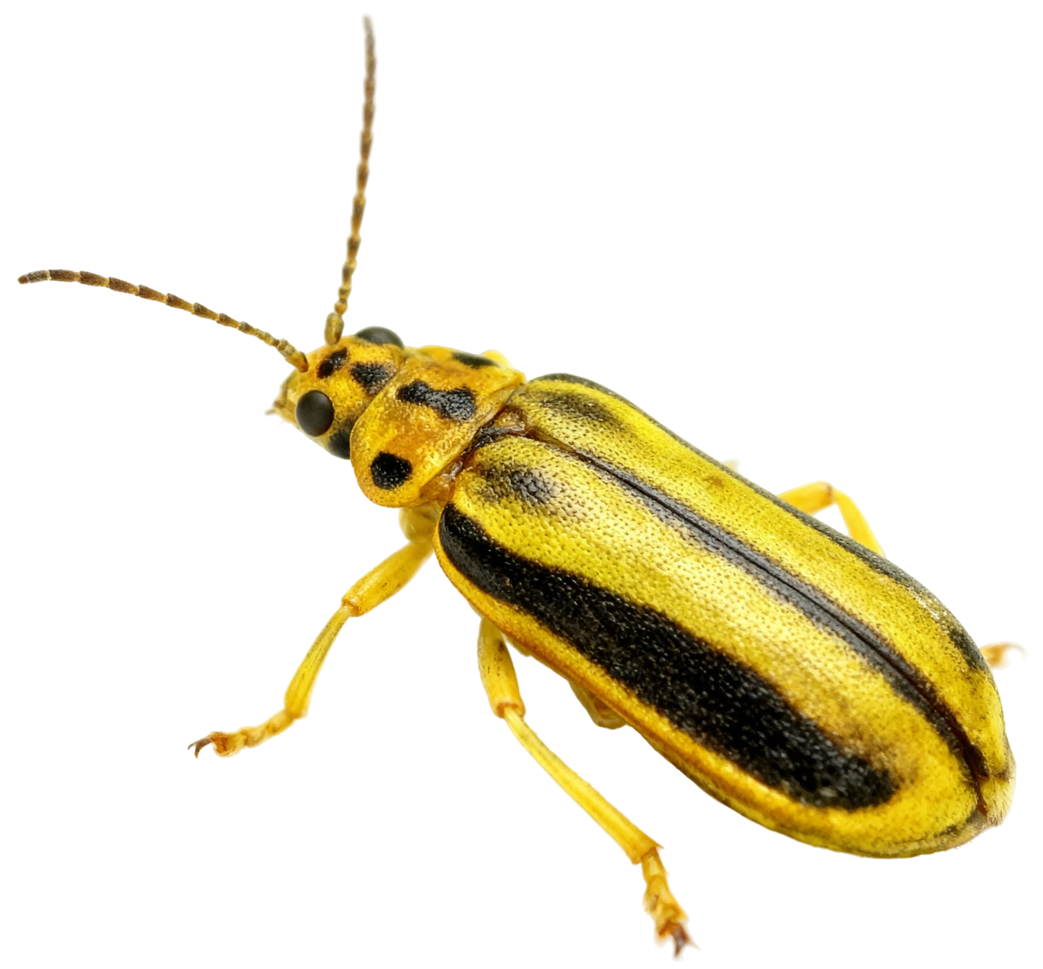 Eliminar Galeruca del Olmo en Málaga - Control de Plagas Málaga