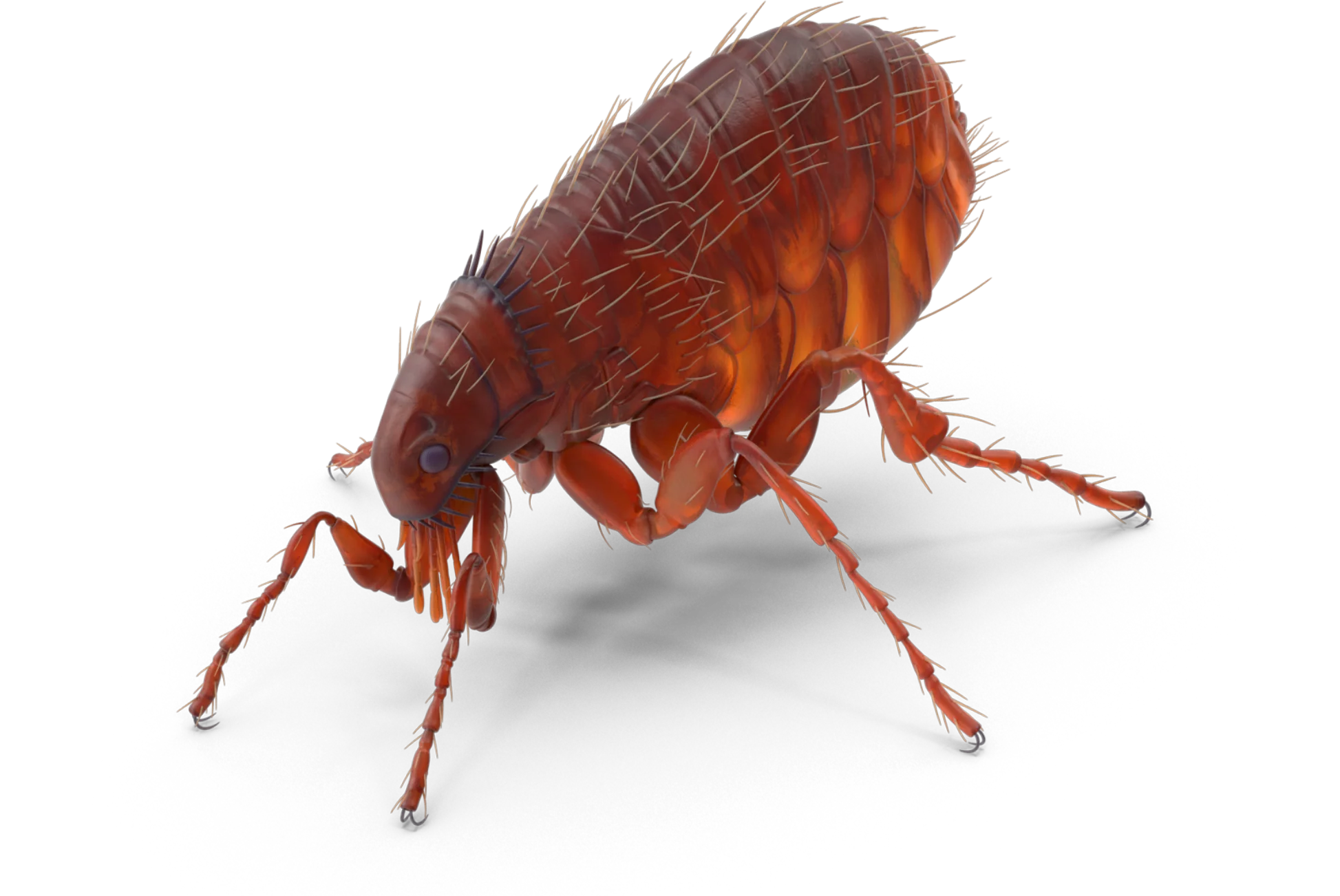 Cómo Eliminar Pulgas en Málaga | Plagas Málaga - Control de Plagas Málaga