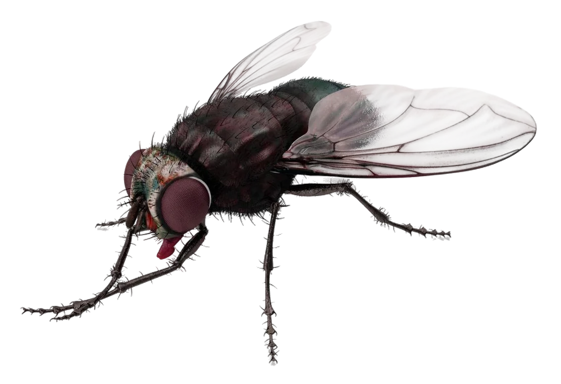 Control de Plagas de Moscas en Málaga - Control de Plagas Málaga