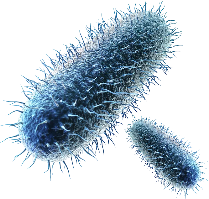 Control de Legionella en Málaga | Tratamiento y Prevención - Control de Plagas Málaga