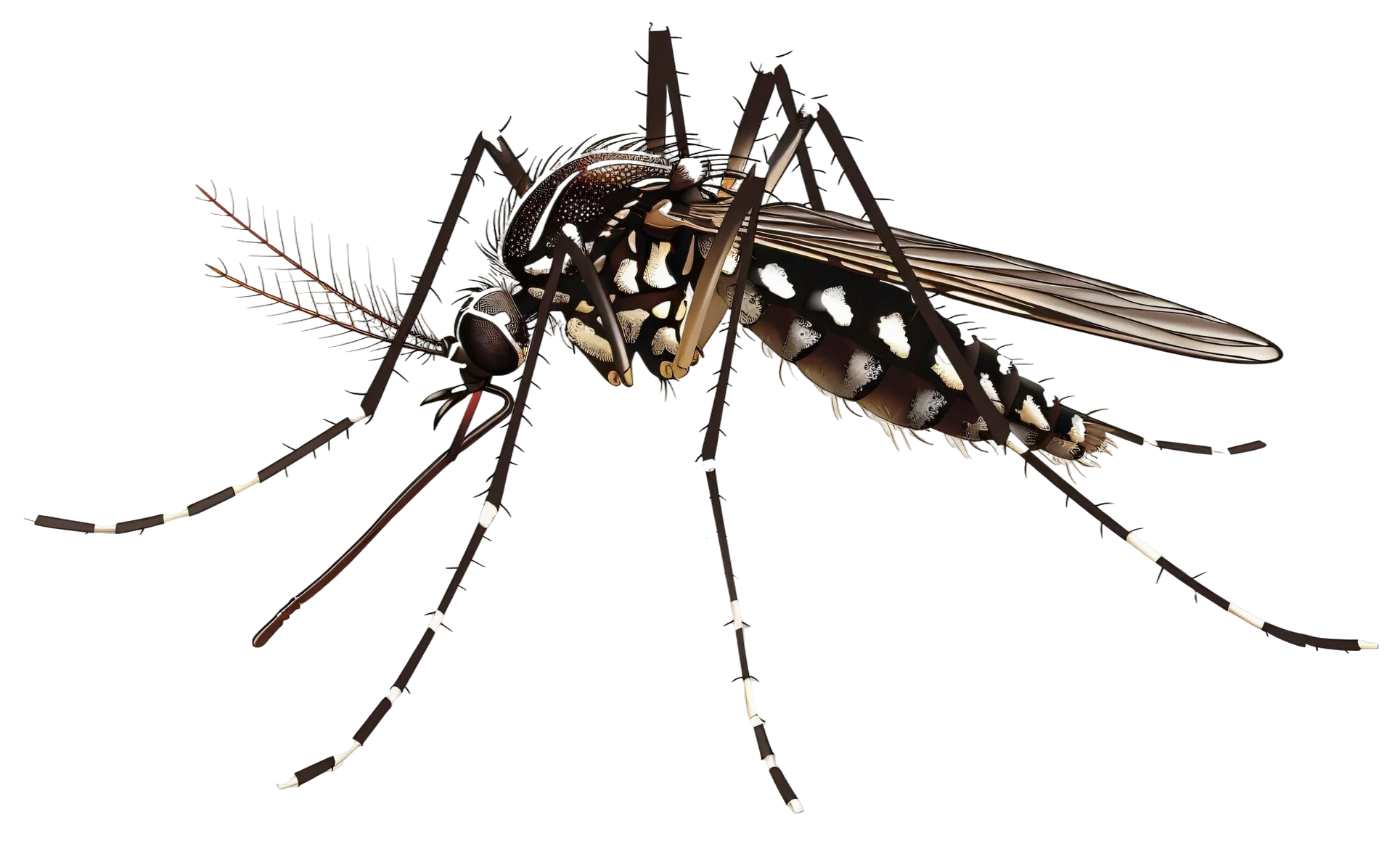 Plagas de Mosquitos en Málaga - Control de Plagas Málaga