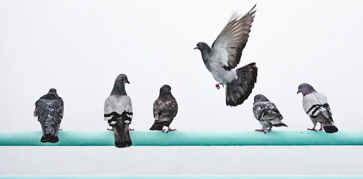 Tipos de Plagas que Eliminamos en Málaga - Control de Plagas Málaga