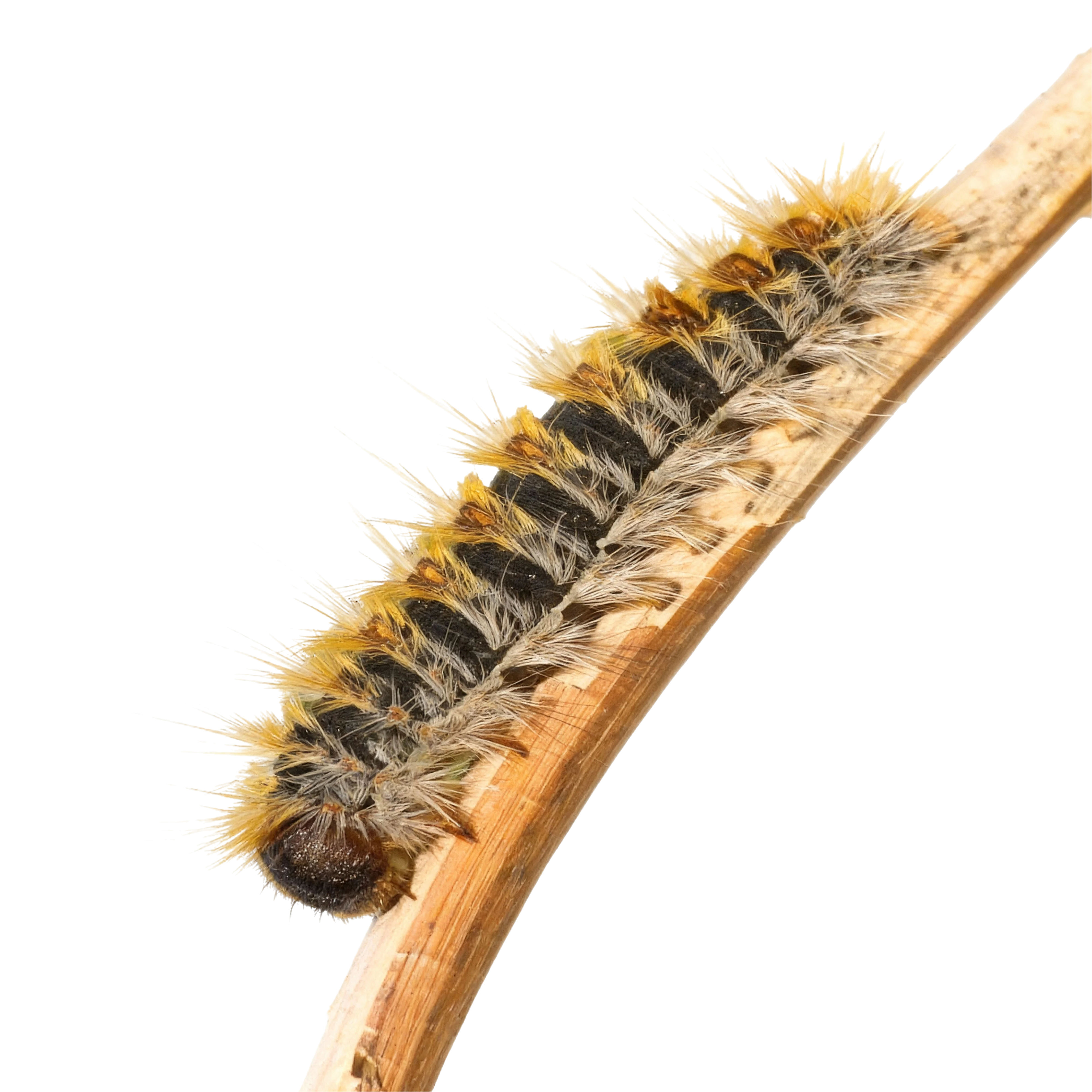 Eliminamos Procesionaria del Pino en Málaga - Control de Plagas Málaga