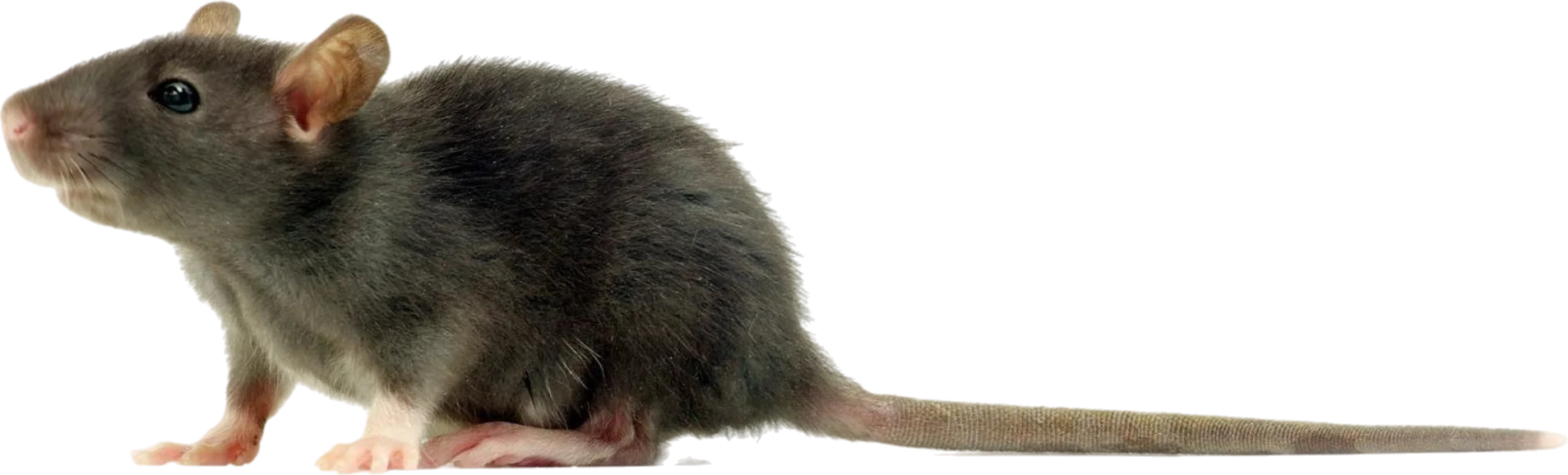 Desratización en Málaga | Rápida y Barata - Control de Plagas Málaga