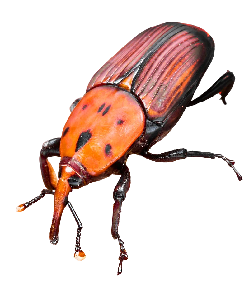 Tratamiento contra picudo rojo en palmeras en Málaga - Control de Plagas Málaga