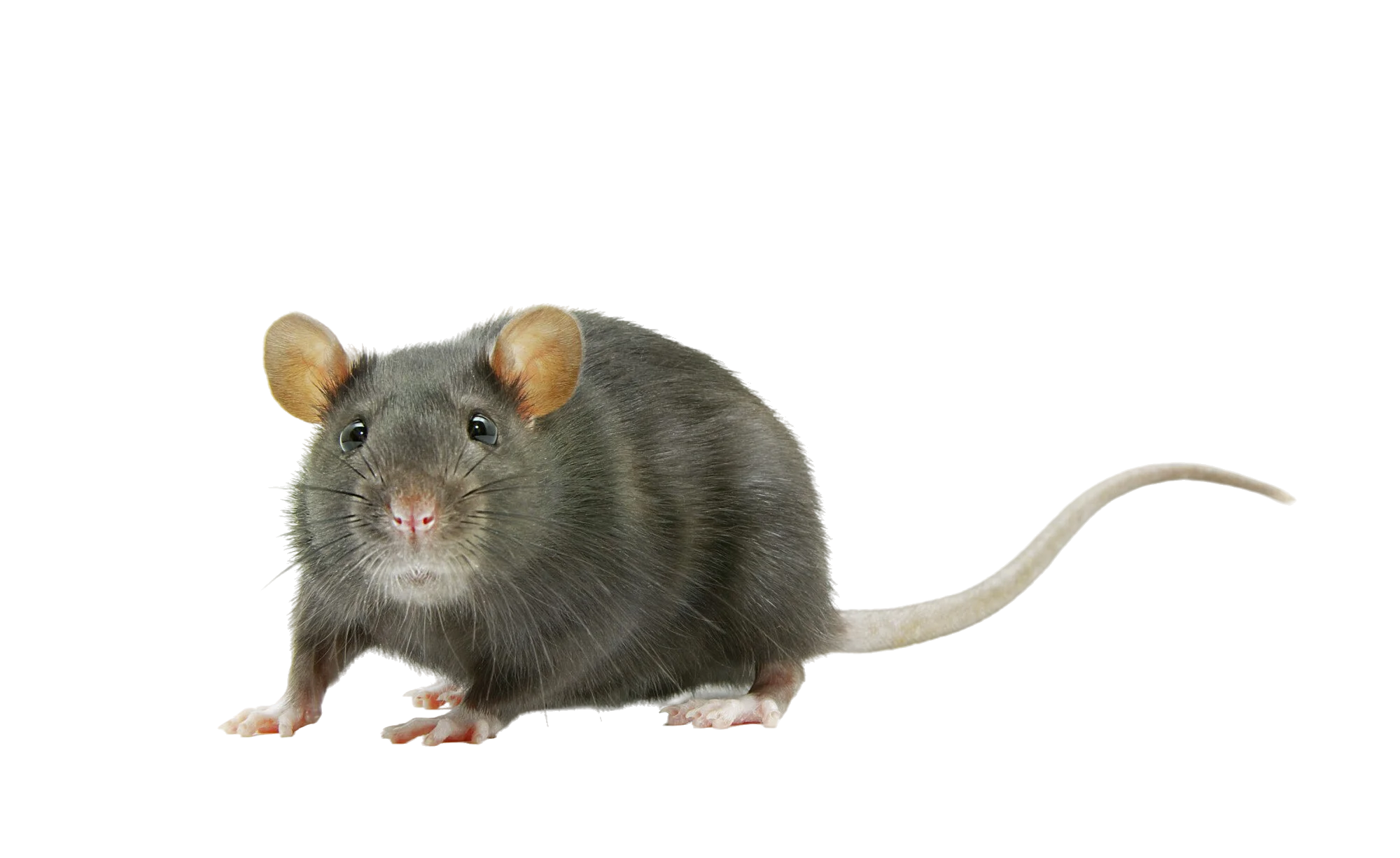 Tipos de Plagas que Eliminamos en Málaga - Control de Plagas Málaga