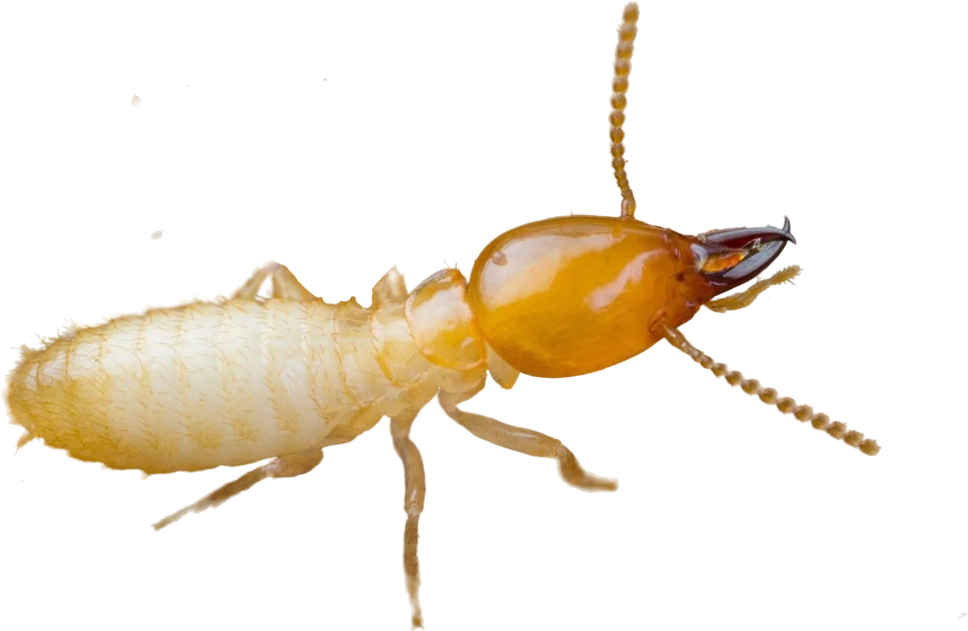 Tipos de Plagas que Eliminamos en Málaga - Control de Plagas Málaga