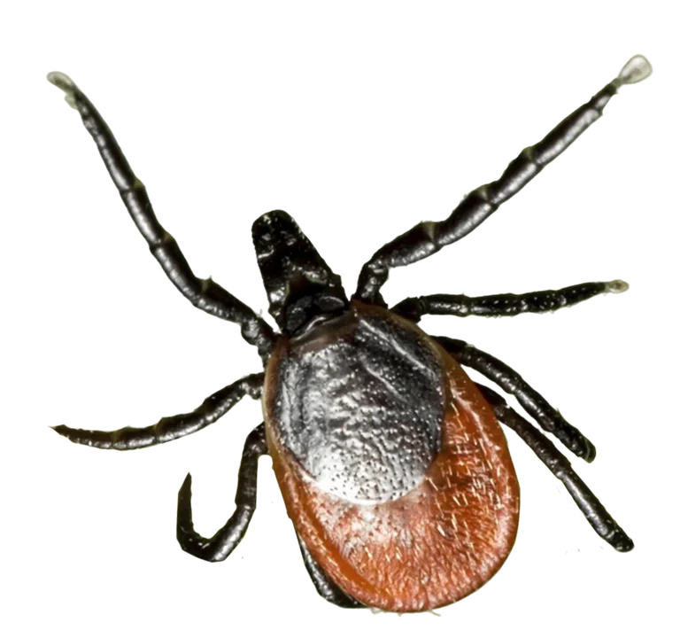 Empresa de Eliminación de Garrapatas en Málaga - Control de Plagas Málaga